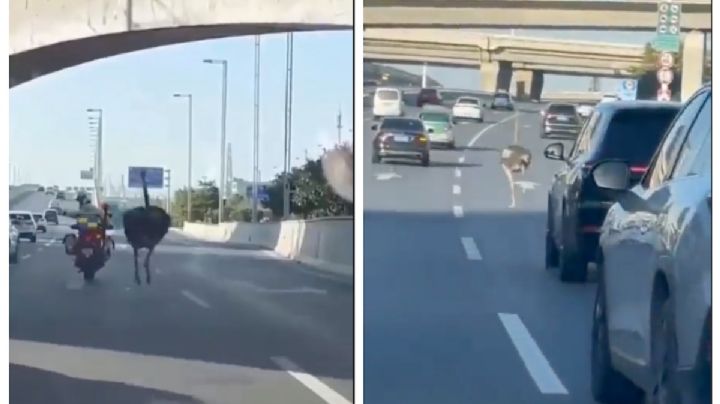 Escapa avestruz de zoológico y desata persecución 'de película' | VIDEO