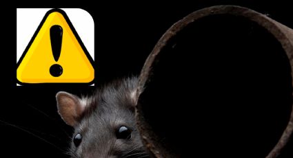 Cuidado: Esta rata podría estar en tu casa, causarte enfermedades y hasta la muerte