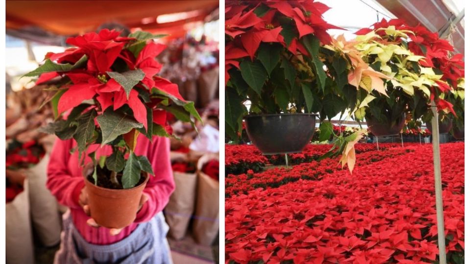 La flor de Navidad o nochebuena, puede durarte todo el año con algunos cuidados.