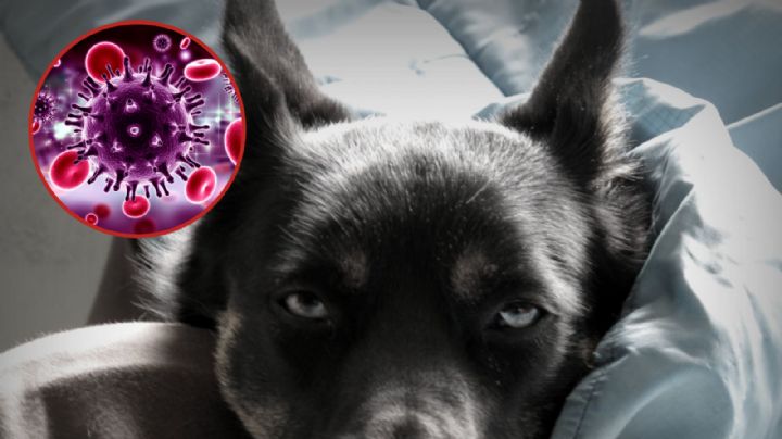 Rara enfermedad ataca a perros en Estados Unidos; estos son los estados más afectados