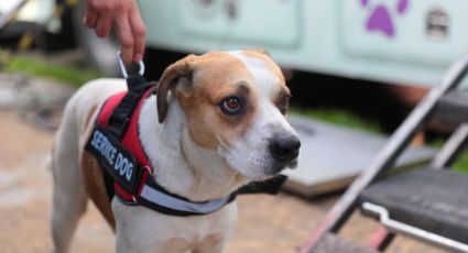 ¿Quieres esterilizar a tu mascota de manera gratuita?, acude a la campaña que organiza el municipio