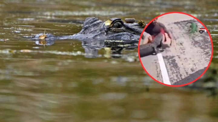 De miedo: cocodrilo muerde y zangolotea a hombre que intentaba someterlo | VIDEO