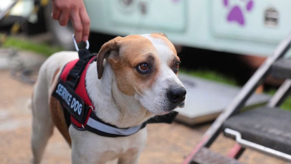 Las cirugías para perros y gatos son gratuitas