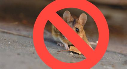 Evita y elimina a los ratones de tu hogar con tan solo bicarbonato de sodio