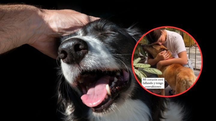 'Mi último día en la tierra': la conmovedora despedida de perrito de avanzada edad | VIDEO