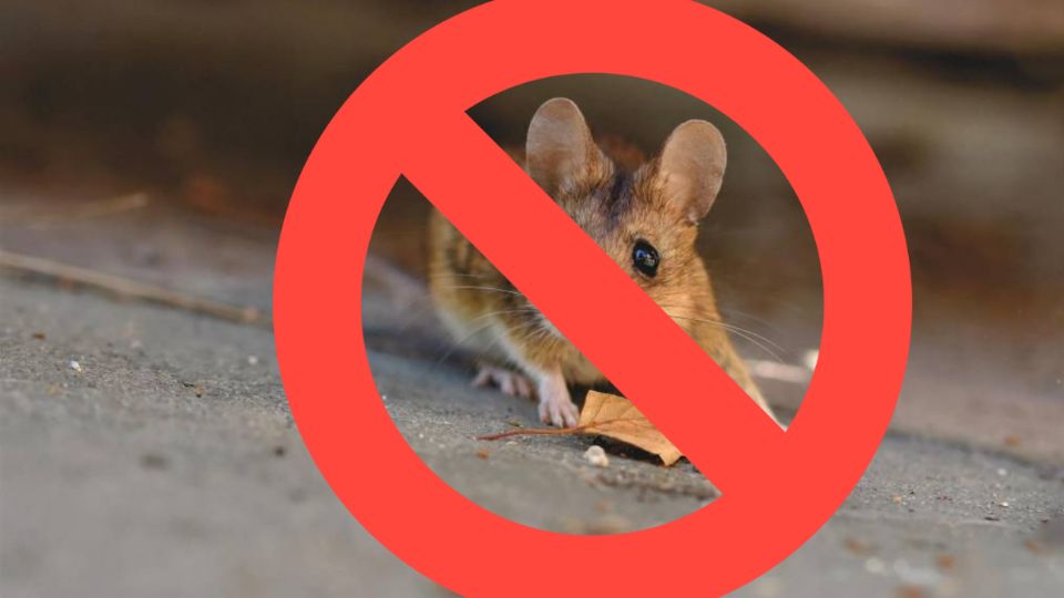 Elimina ratones del hogar