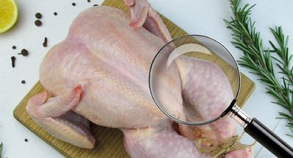 Pollo blanco o amarillo, ¿cuál es más saluble para el consumo? Esto revela la ciencia