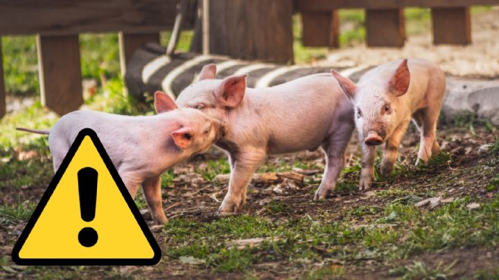 ¿Nueva emergencia? Reino Unido reporta su primer caso de gripe porcina H1N2