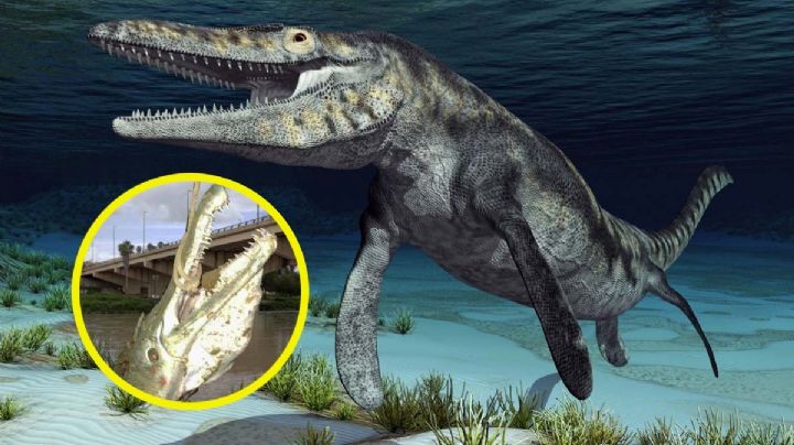 Más grande que un catán; hallan fósil de Yaguarasaurus en Vallecillo
