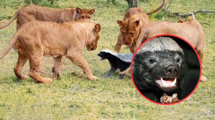 Tejón de la miel: un auténtico tanque de guerra en miniatura y resistente al veneno