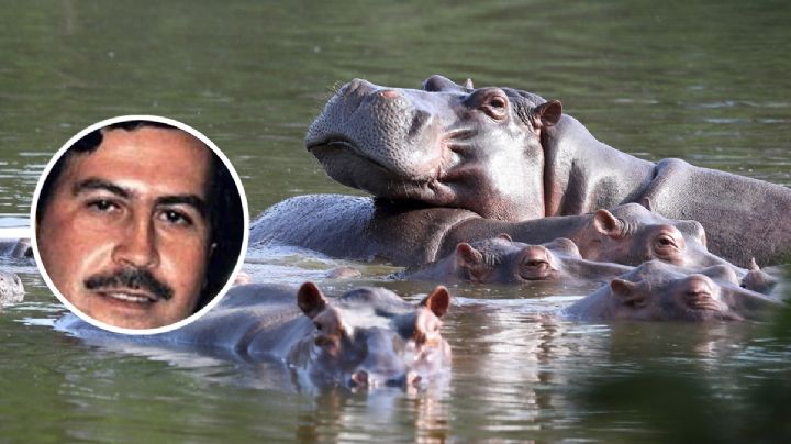 Ya no aguantan a los hipopótamos de Pablo Escobar; quieren regalárselos a México