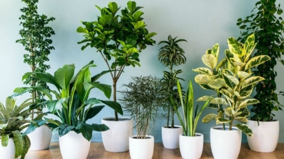 Elige las mejores plantas de interior para que no se te marchiten.