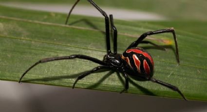 Descubren nueva especie de viuda negra, ¿qué tan peligrosa es?