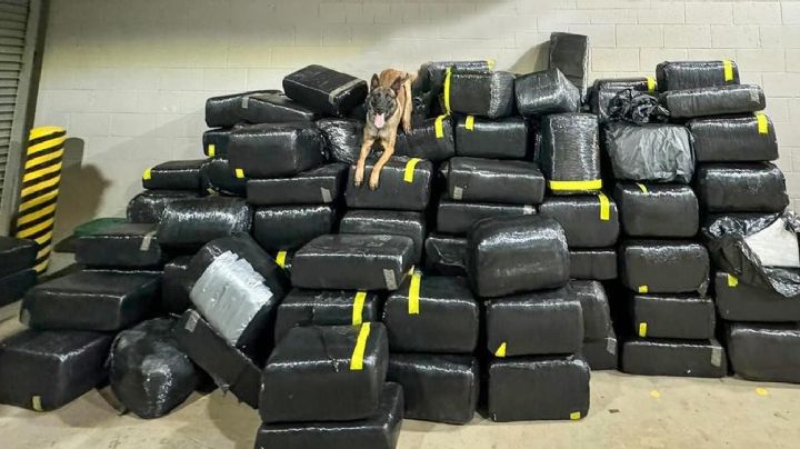 Perro policía detecta 3 mil 600 libras de marihuana en el área de Laredo, Texas