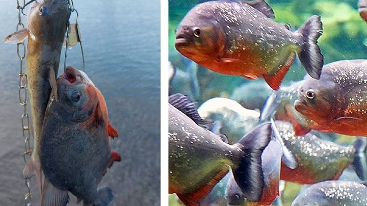 ¿Pirañas en el Río Bravo?; esto es lo que se sabe