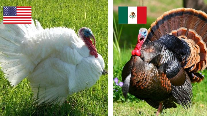 Thanksgiving: ¿Qué pavo tiene mejor sabor, el mexicano o el de EU?