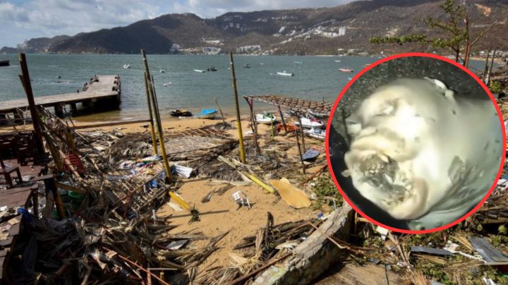 La verdad detrás de la supuesta criatura extraña que apareció en Acapulco tras el paso de Otis