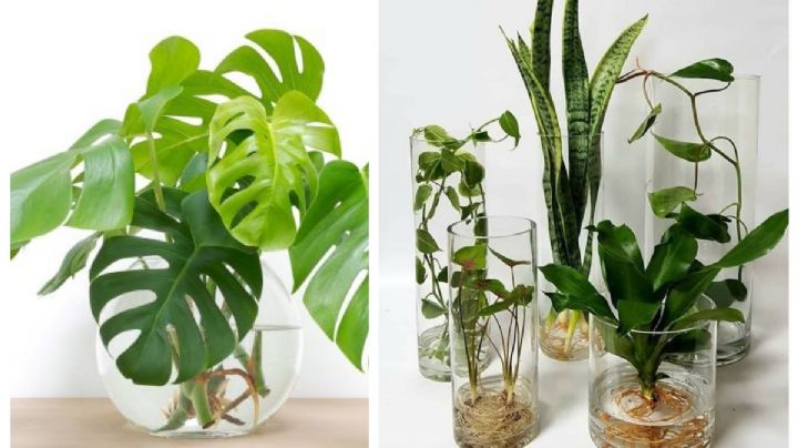 Las 8 plantas que puedes tener en agua y  no ocupan tierra