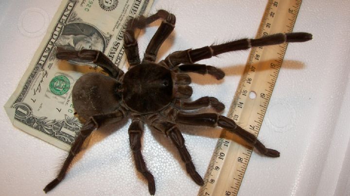 Cuidado, tarántulas están en su máximo periodo de reproducción; así puedes alejarlas de tu casa