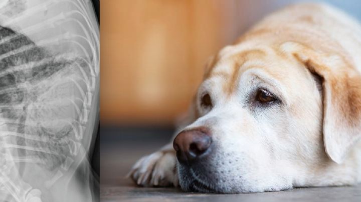 Misteriosa enfermedad respiratoria de perros altamente contagiosa se extiende a más estados de EU