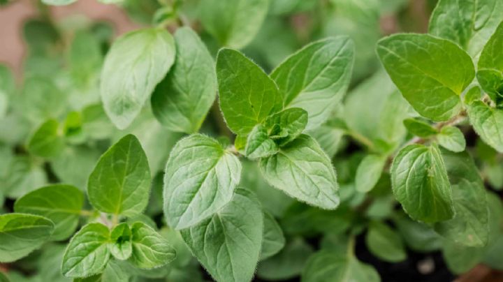 Con este truco atraerás la abundancia a tu casa