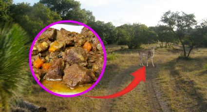 Animales silvestres que puedes comer si te pierdes en monte del noreste de México