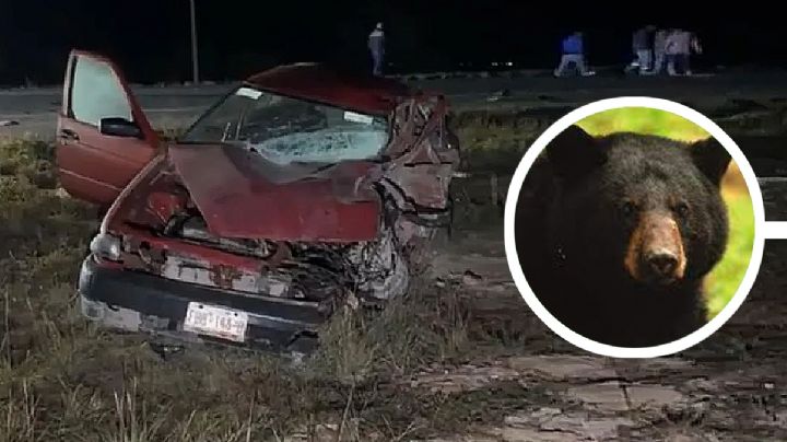 Tragedia: choca de frente con un oso en la carretera a Saltillo; fallece conductor y el animal