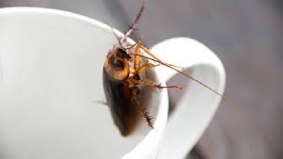 Las cucarachas han desarrollado la capacidad de reconocer ciertos sonidos como señales de peligro inminente.