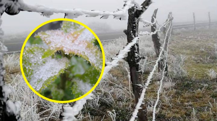 Frente Frío 17: aguanieve, temperaturas de -10 grados y lluvias en estos estados