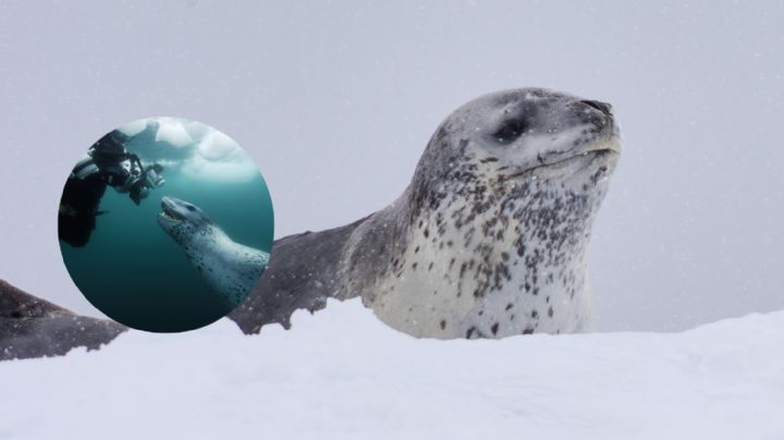 Estos animales se ven inofensivos, pero en realidad no lo son; si los ves, huye