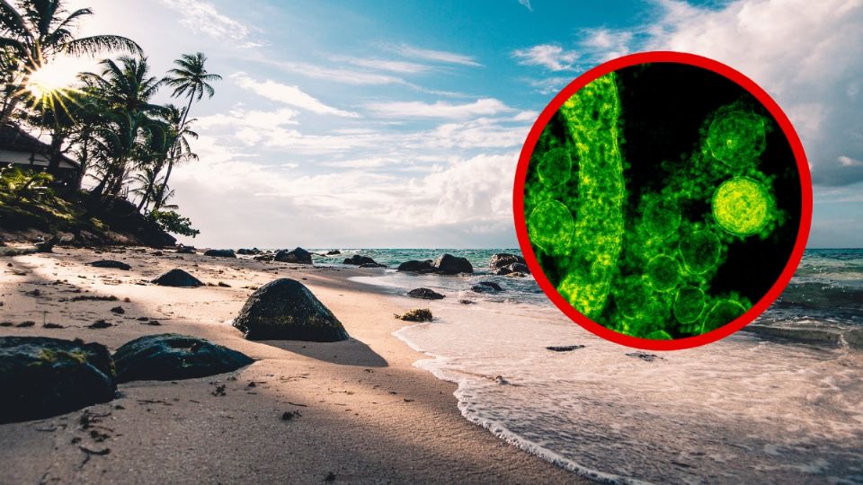Cofepris alerta por bacterias en algunas playas de México