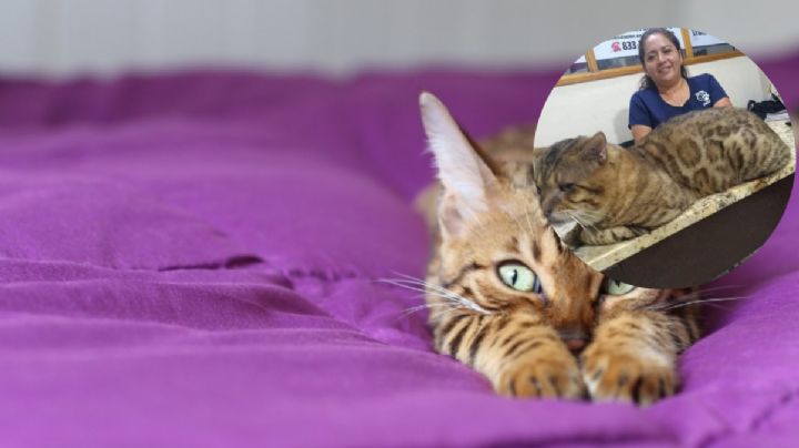 Enorme gato que paseaba por parque de Tampico sorprendió a los ciudadanos