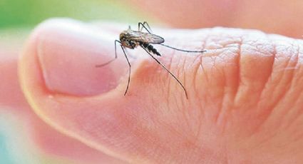 Hay 17 casos sospechosos de dengue en Nuevo Laredo