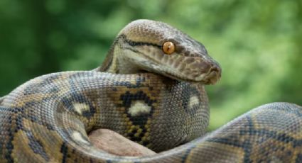 Hombre se enfrenta al ataque de una serpiente de 3 metros; se defendió a mordidas