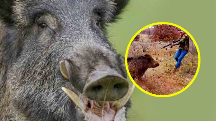 Jabalí de monte: razones por las que debes de correr si viene a ti