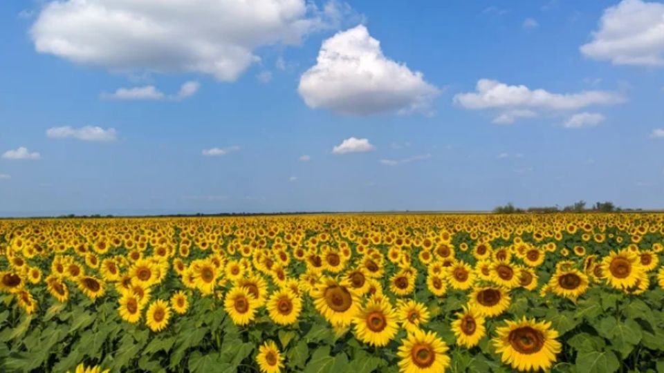 Si eres amante de esta flor y de las fotos 'instagrameables', no dudes en visitar este hermoso lugar, considerado el paraíso del girasol