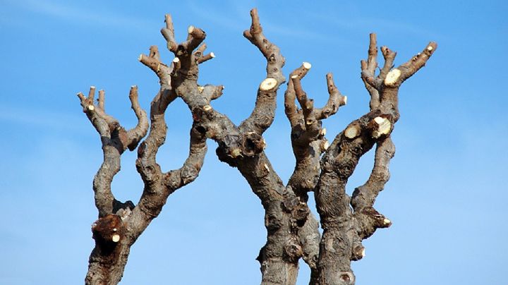 Estos árboles no soportan las bajas temperaturas; checa esta lista antes de plantar alguno