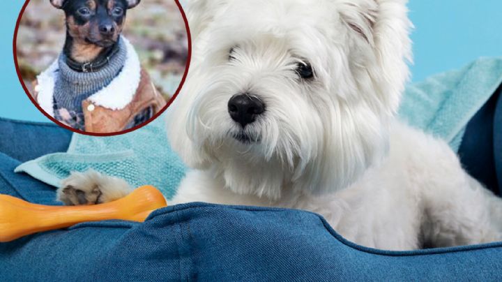 ¿Es correcto ponerle suéter a tu perro?; esto dicen los expertos
