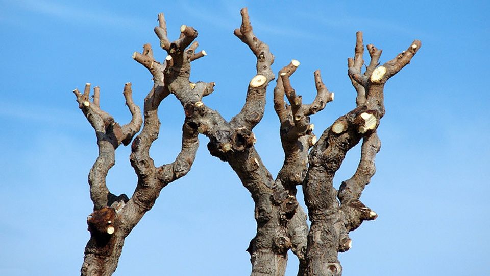 Hay árboles que mueren por el frío