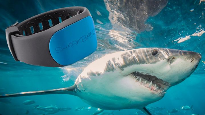 Pulseras antitiburones: pueden salvarte de un ataque en el mar; precios y donde comprarlas