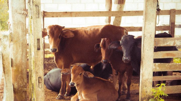 Pese a clima adverso, ganadería de Nuevo Laredo tuvo un buen 2023