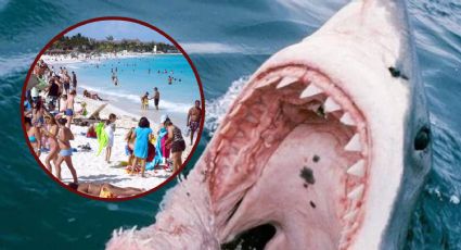 Esta es la razón por la que los tiburones atacan a los turistas en la playa | Video