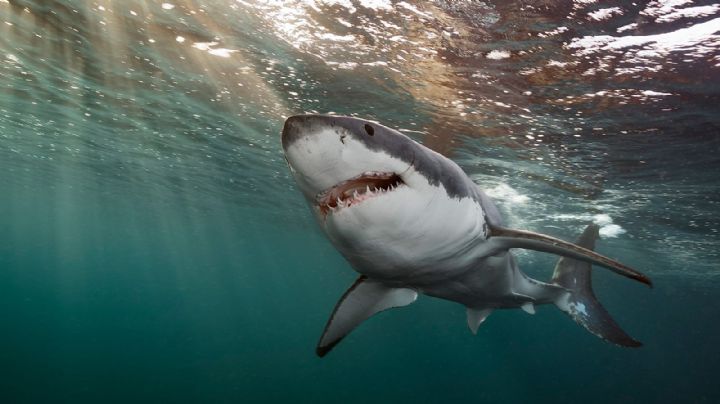 Conoce los lugares en México que más ataques de tiburón registran