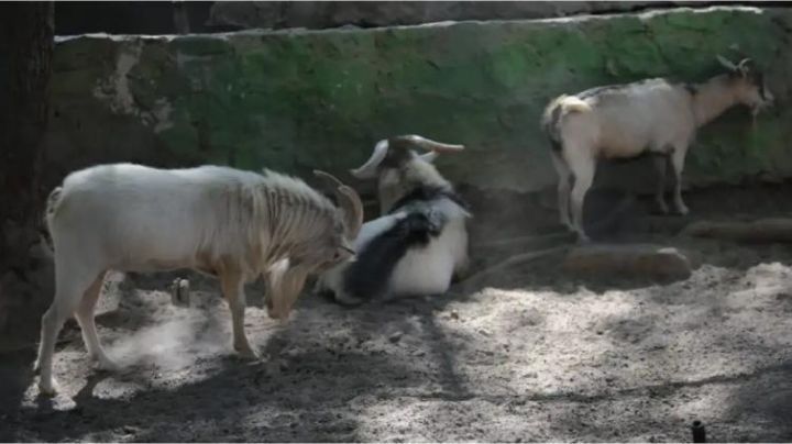 Sacrifican cabras del zoológico de Guerrero y las hacen barbacoa para cena de Año Nuevo