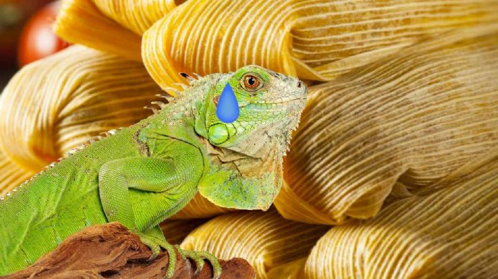 Tamal de iguana, una tradición zapoteca pero no de la candelaria