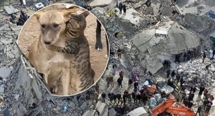 Gato abraza a perro tras ser rescatados de los escombros en Siria; imagen se viraliza | FOTO