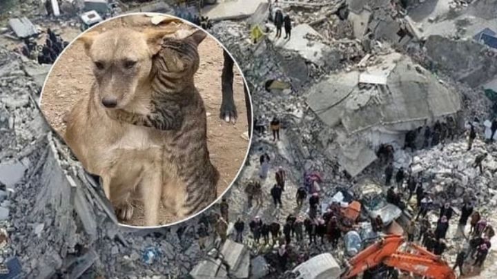 Gato abraza a perro tras ser rescatados de los escombros en Siria; imagen se viraliza | FOTO