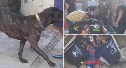 Perrita "Carey" salva la vida a abuelito atrapado en cisterna en Acapulco