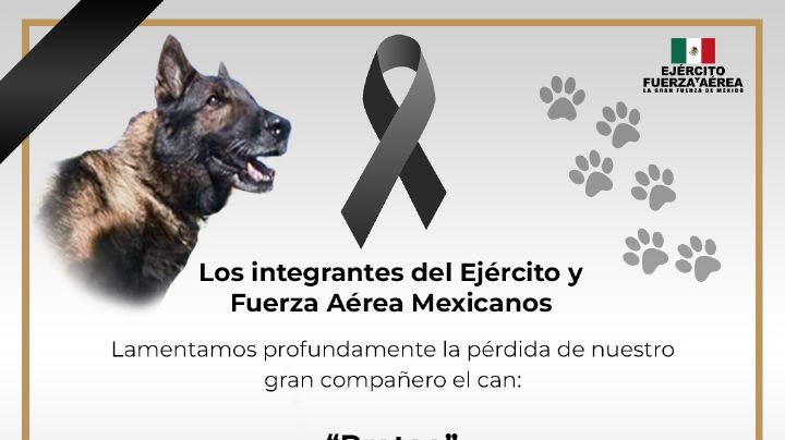 Murió 'Proteo', perro mexicano rescatista en Turquía; esto se sabe | VIDEO