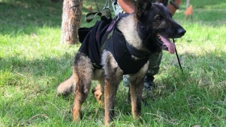 Despiden con honores a "Proteo", el perro mexicano que salvó dos vidas en Turquía | VIDEO